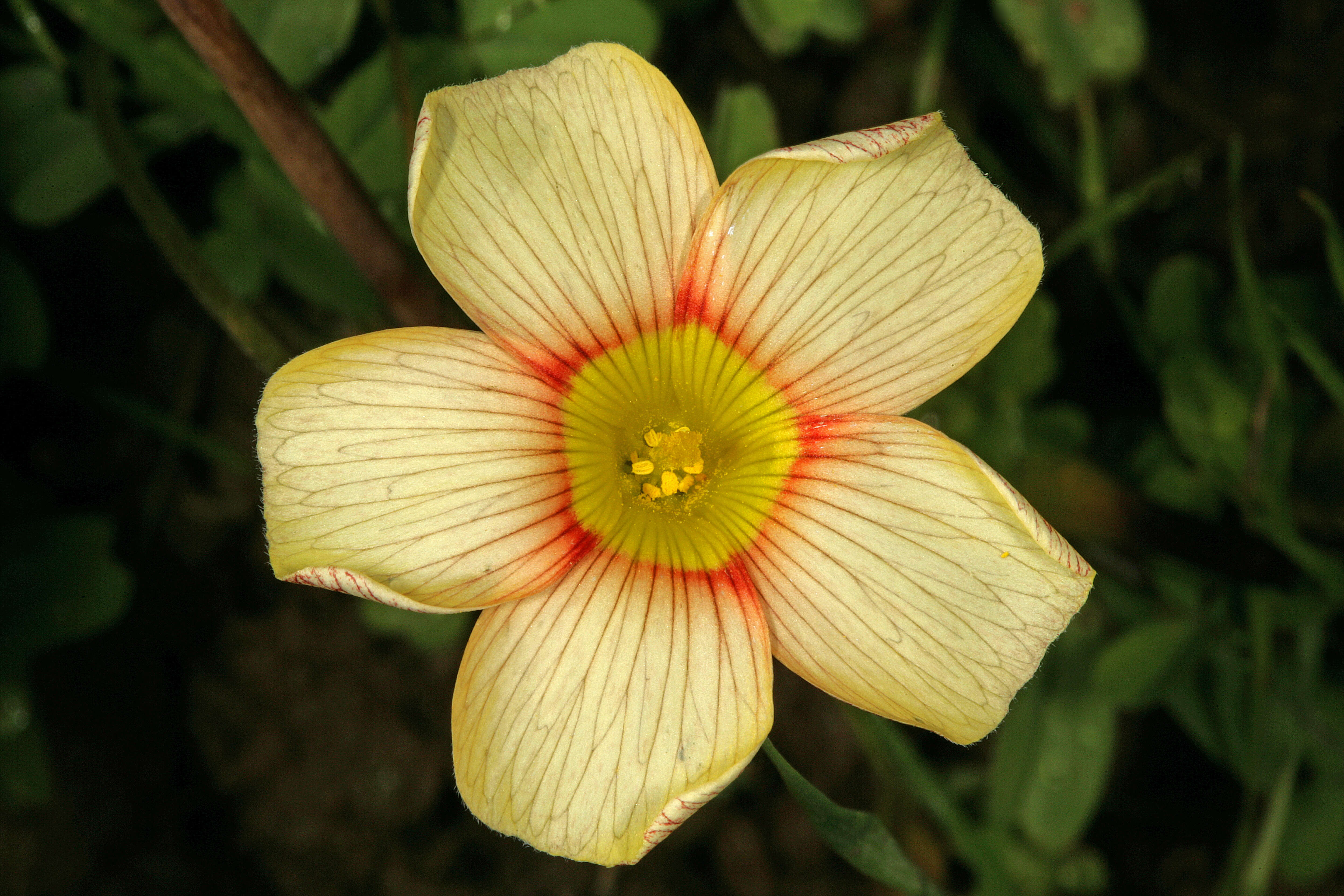 Image of Oxalis obtusa Jacq.