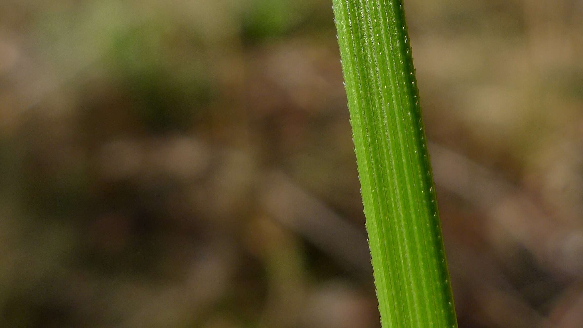 Image of Gahnia microstachya Benth.