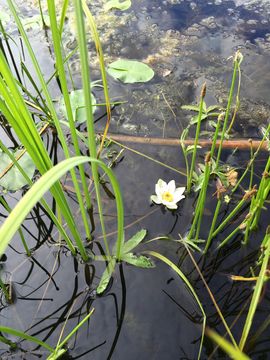 Image of <i>Nymphaea tetragona</i>