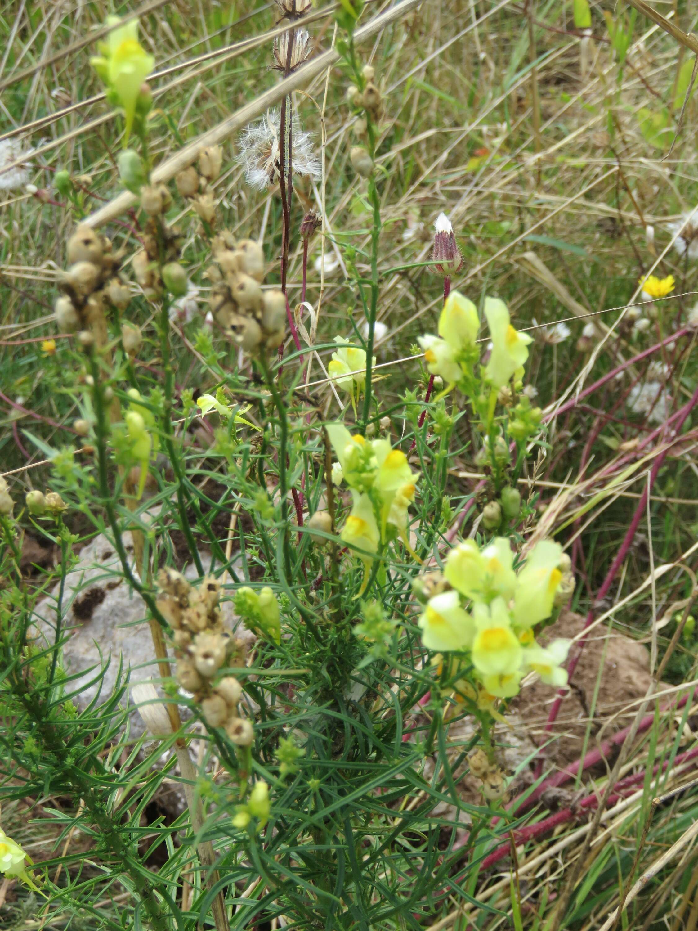 Image of Common Toadflax