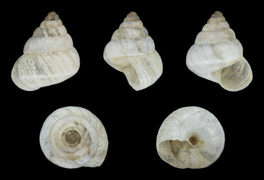 Image of Cochlicella conoidea (Draparnaud 1801)