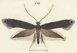 Image of Erechthias externella (Walker 1864)