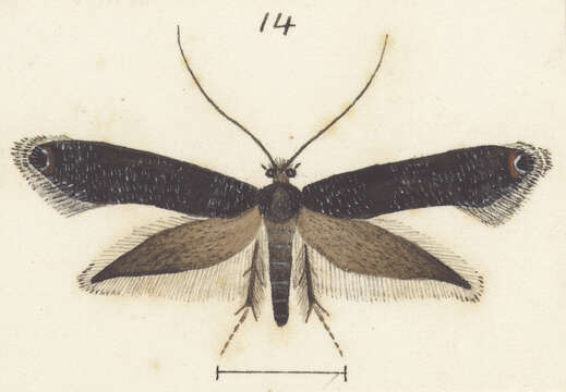 Image of Erechthias externella (Walker 1864)