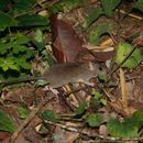 Image of Rattus Fischer 1803