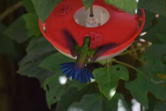 Image of steely-vented hummingbird