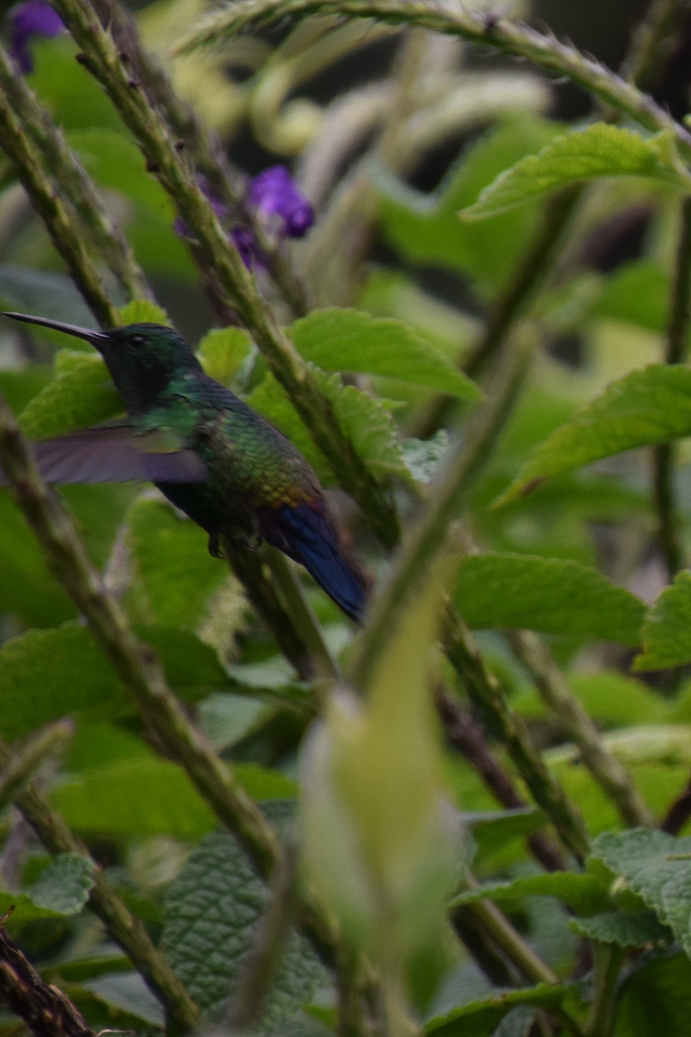 Image of steely-vented hummingbird