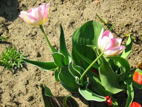 Image de Tulipa systola Stapf