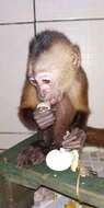 Image of Ka'apor capuchin monkey