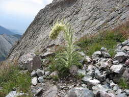 Sivun Cirsium funkiae kuva