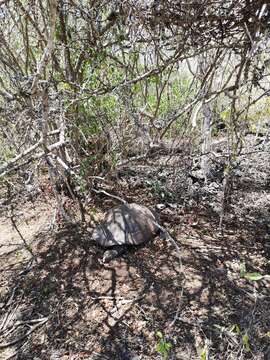 Image of Sierra Negra giant tortoise