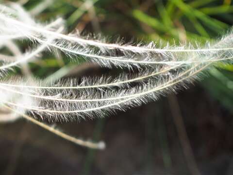 Plancia ëd Stipa lessingiana Trin. & Rupr.