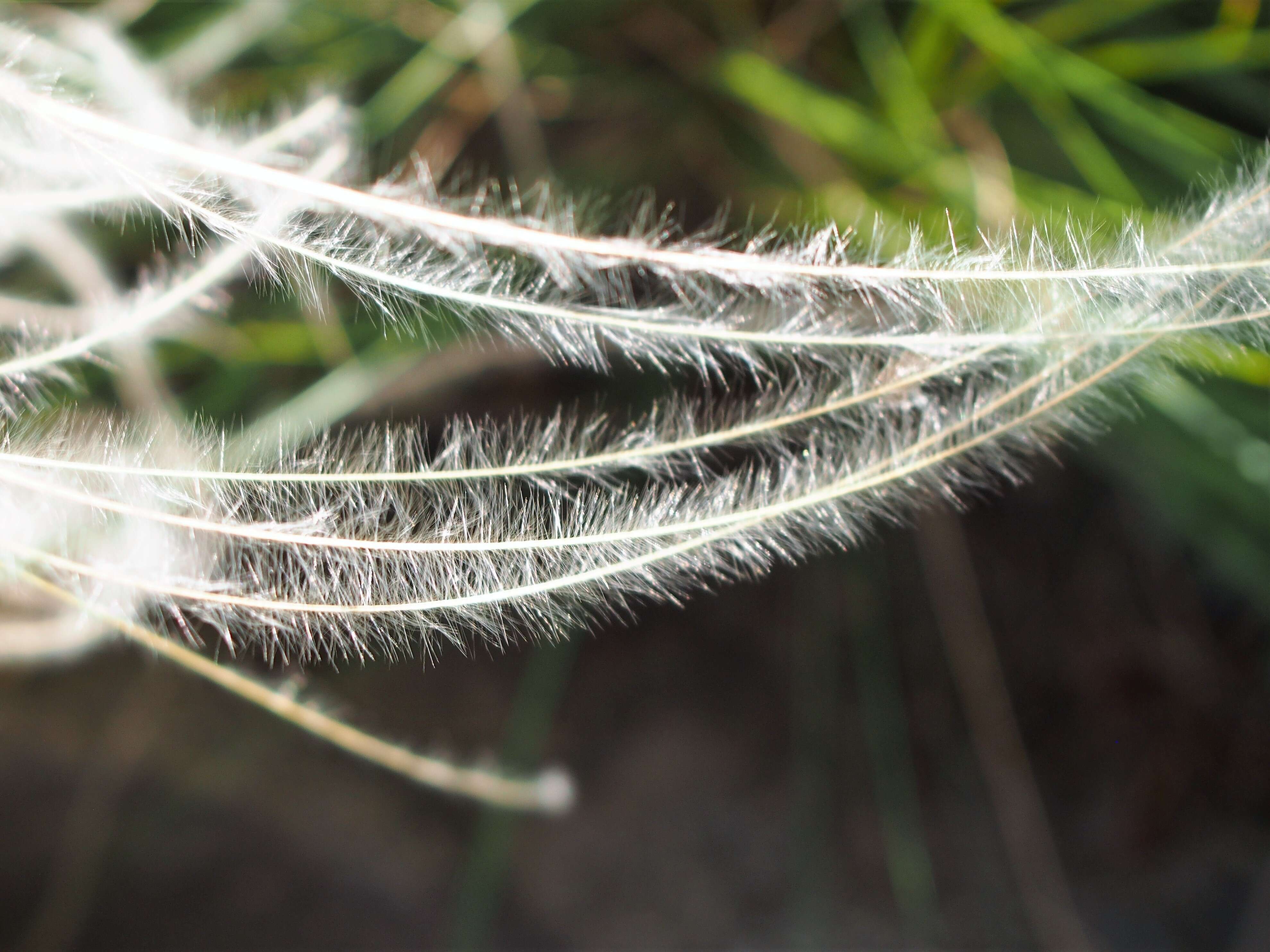 Plancia ëd Stipa lessingiana Trin. & Rupr.