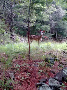 18.https www inaturalist org photos 4376900.580x360
