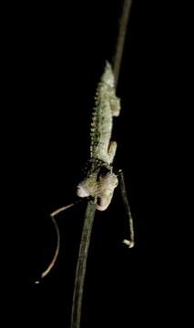 Image of Marshall's African Leaf Chameleon