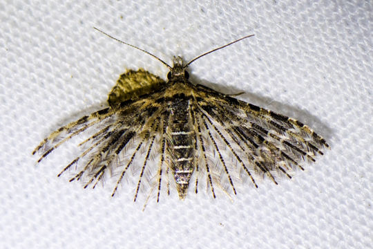 18.https www inaturalist org photos 4378403.580x360