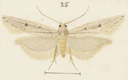 Image of Kiwaia pharetria Meyrick 1886