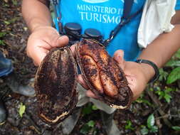 Image of Phytelephas tenuicaulis (Barfod) A. J. Hend.