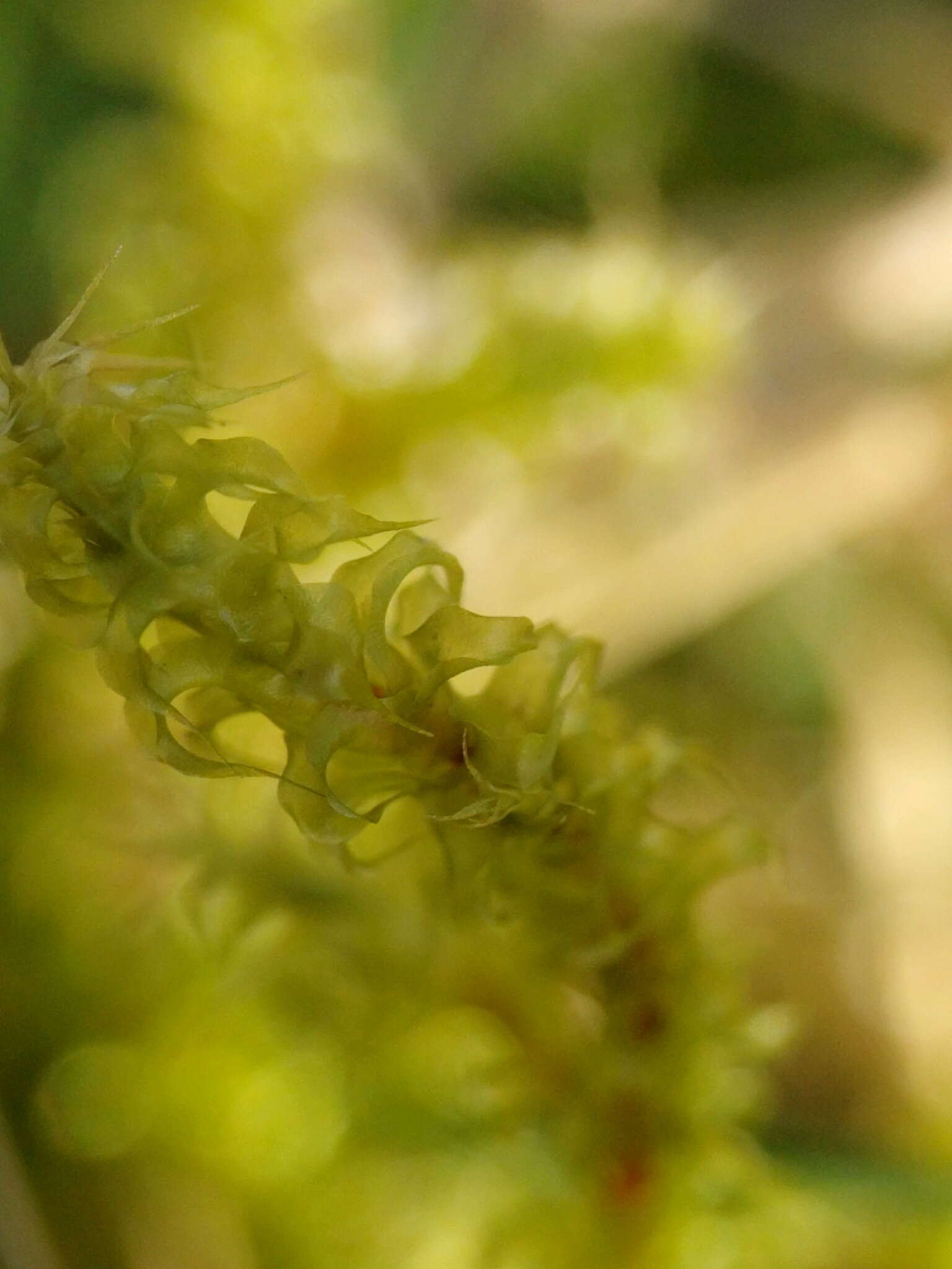 Image of square goose neck moss