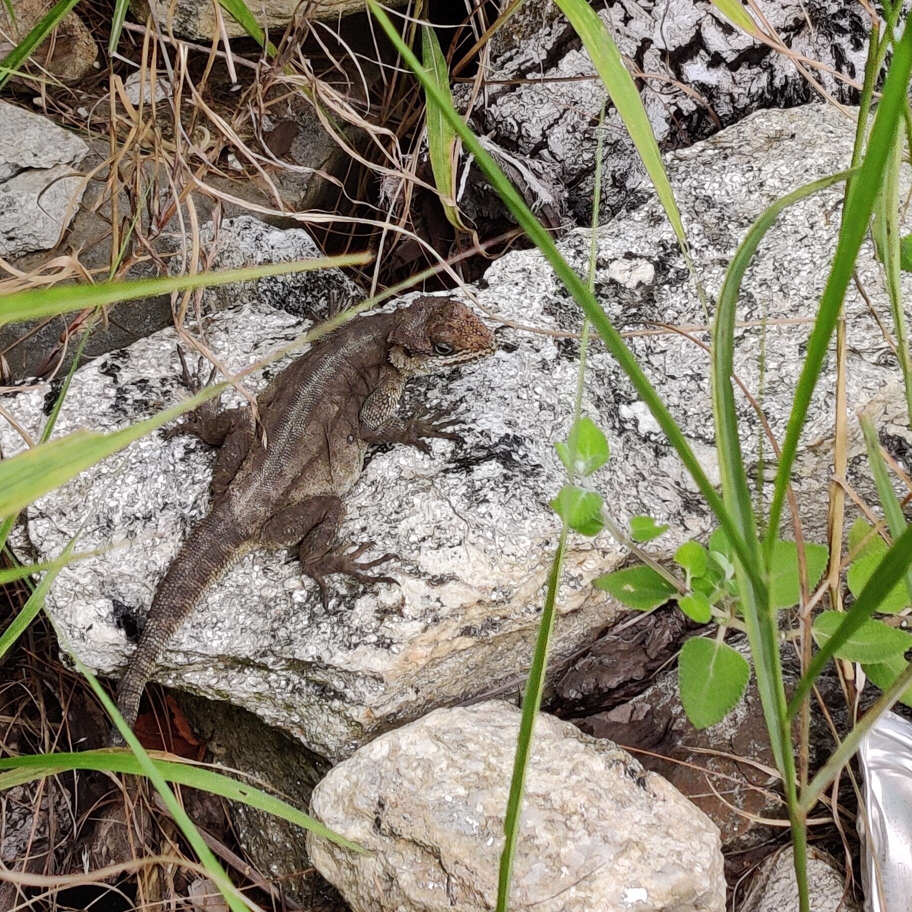 Image of Kashmir Rock Agama