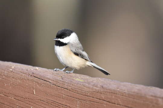 Image of Carolina Chickadee