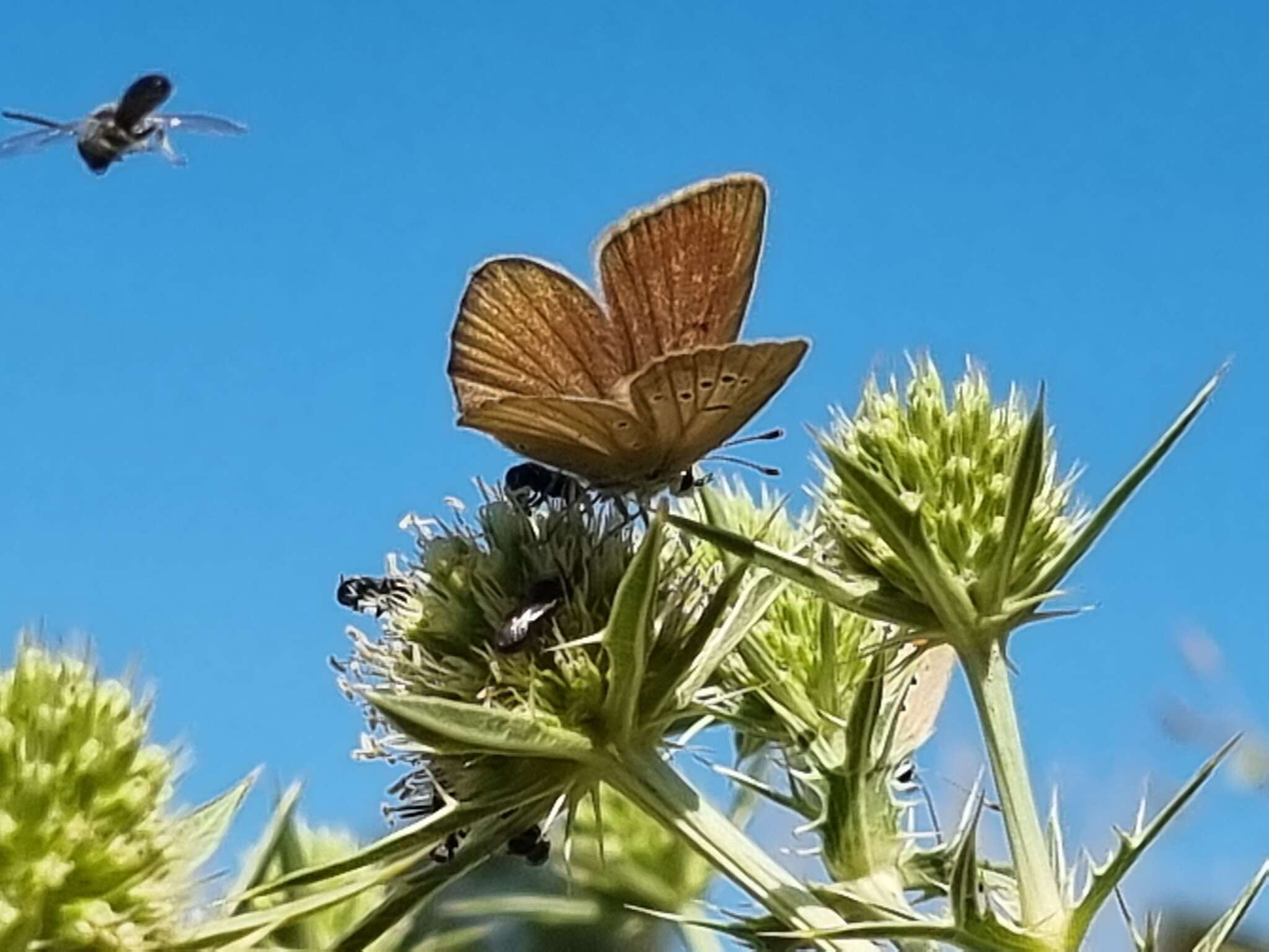 Image of Polyommatus ripartii