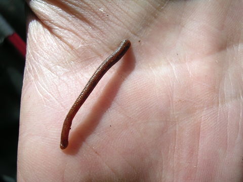Image of <i>Ornithobdella edentula</i> (Benham 1909)