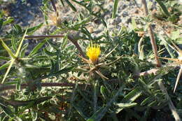 Image of Centaurea hyalolepis Boiss.