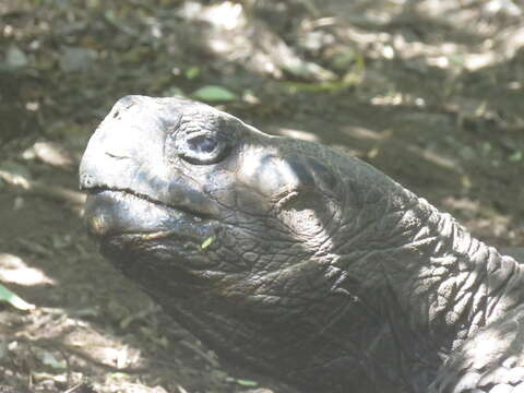 Image of Sierra Negra giant tortoise