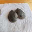 Image of Truncilla donaciformis (I. Lea 1827)