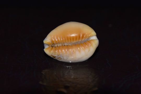 18.https www inaturalist org photos 4380987.580x360