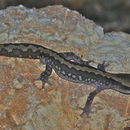 Image of Ornate Stone Gecko