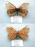 Image of Euphydryas intermedia