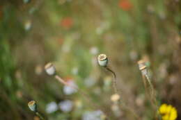 Image of corn poppy