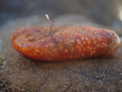 Image of <i>Aplidium benhami</i>