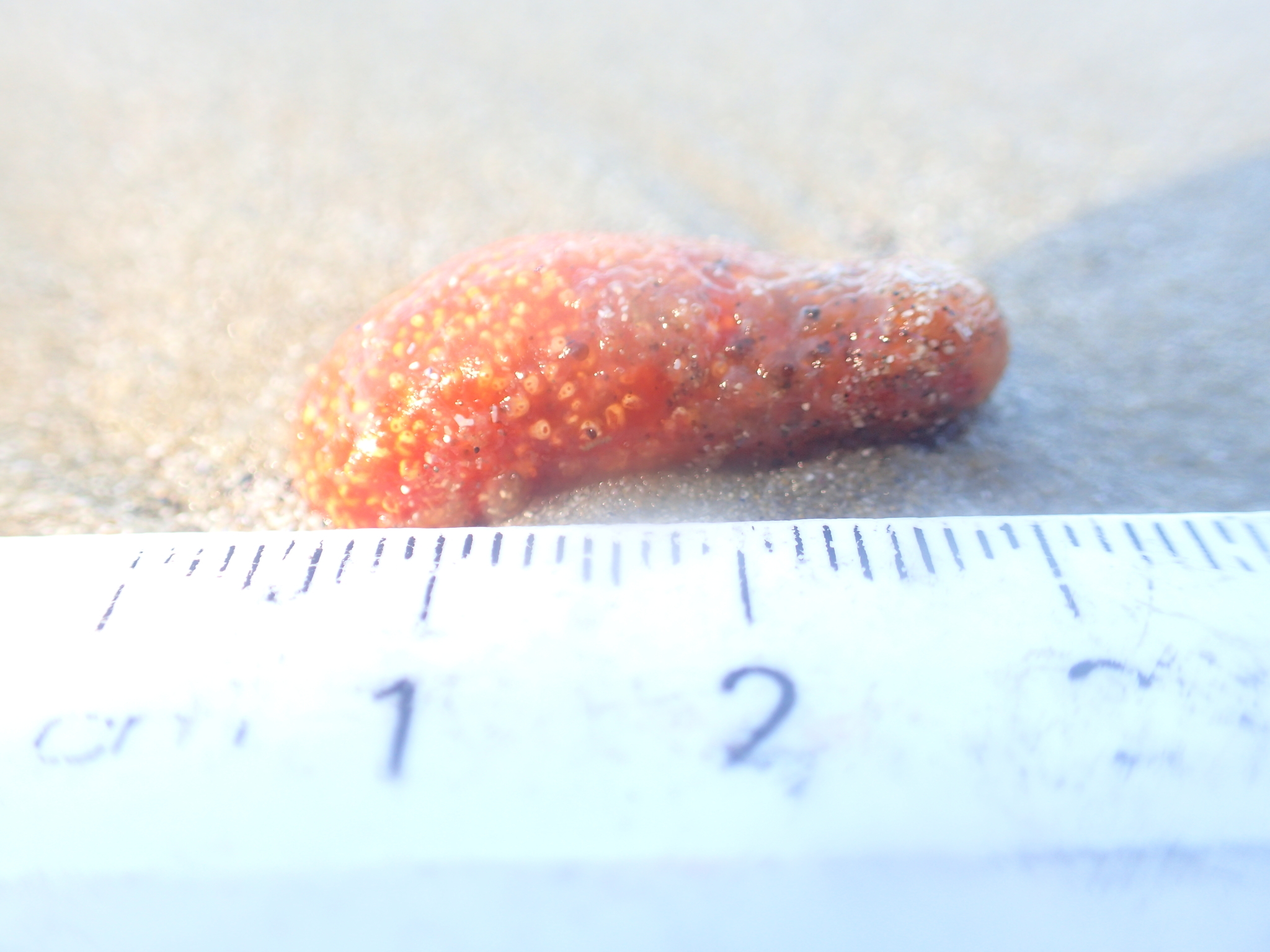 Image of <i>Aplidium benhami</i>