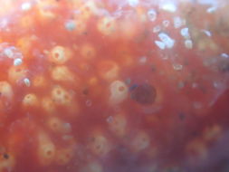 Image of <i>Aplidium benhami</i>