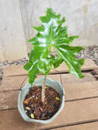 Image of Alocasia nycteris Medecilo, G. C. Yao & Madulid