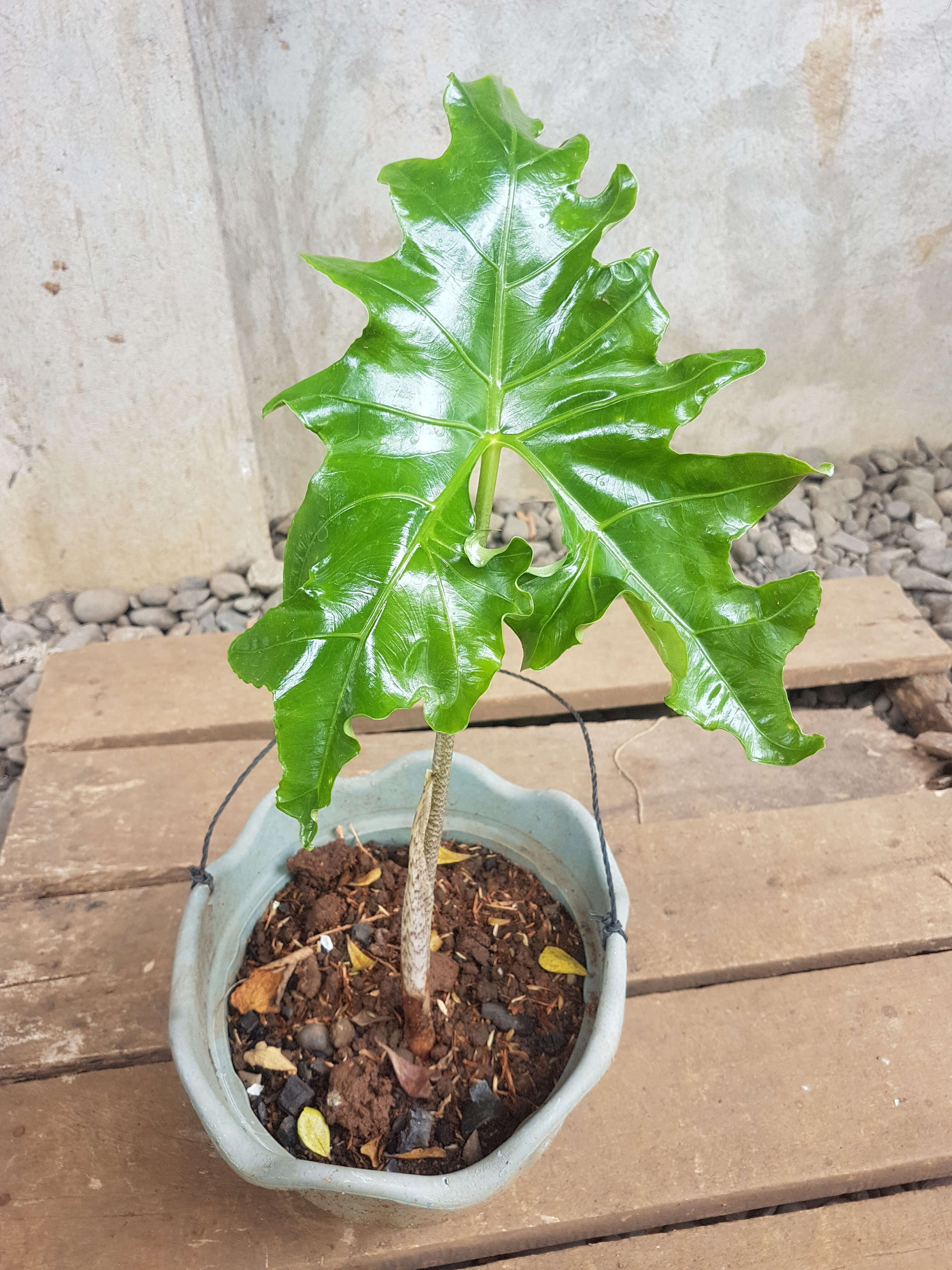 Sivun Alocasia nycteris Medecilo, G. C. Yao & Madulid kuva