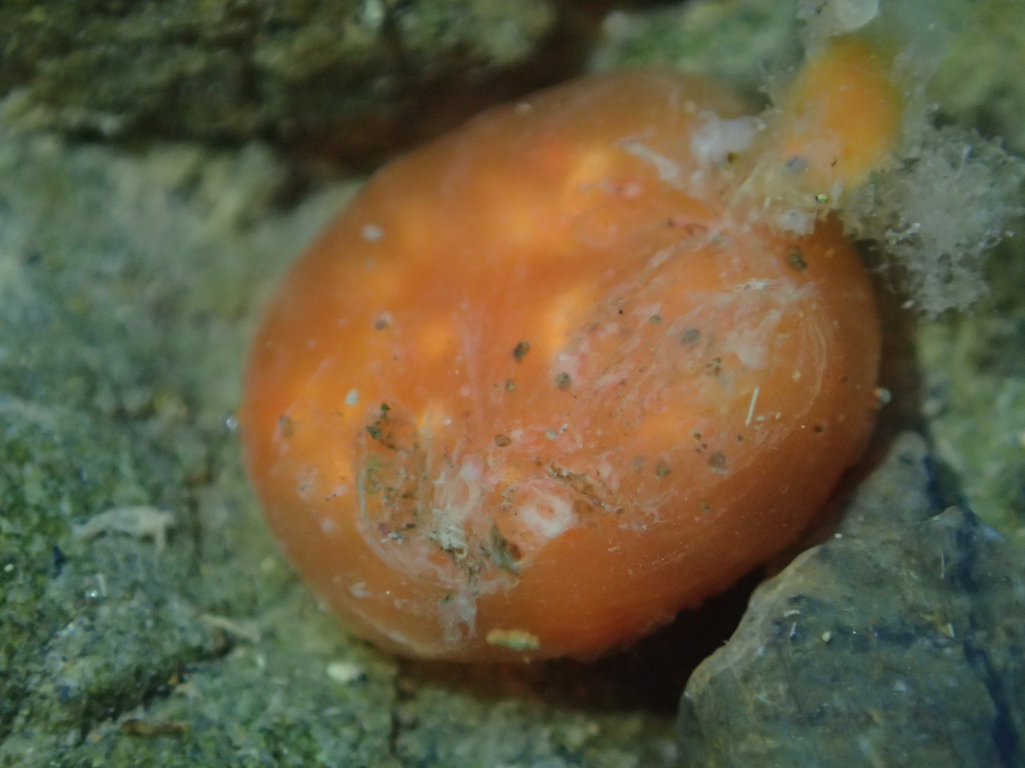 Image of <i>Aplidium benhami</i>