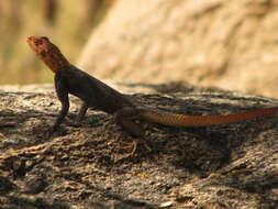 Слика од Agama planiceps Peters 1862