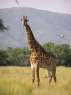 Image of Giraffe