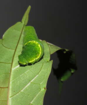 Image of Zanthoxylum rhetsa (Roxb.) DC.