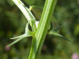 Image of barn vetch