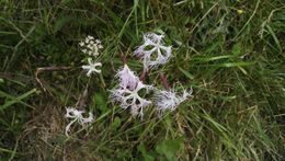 Image of <i>Dianthus superbus</i>
