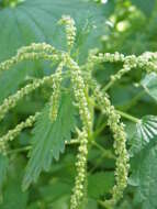 Image de Urtica membranacea Poir.