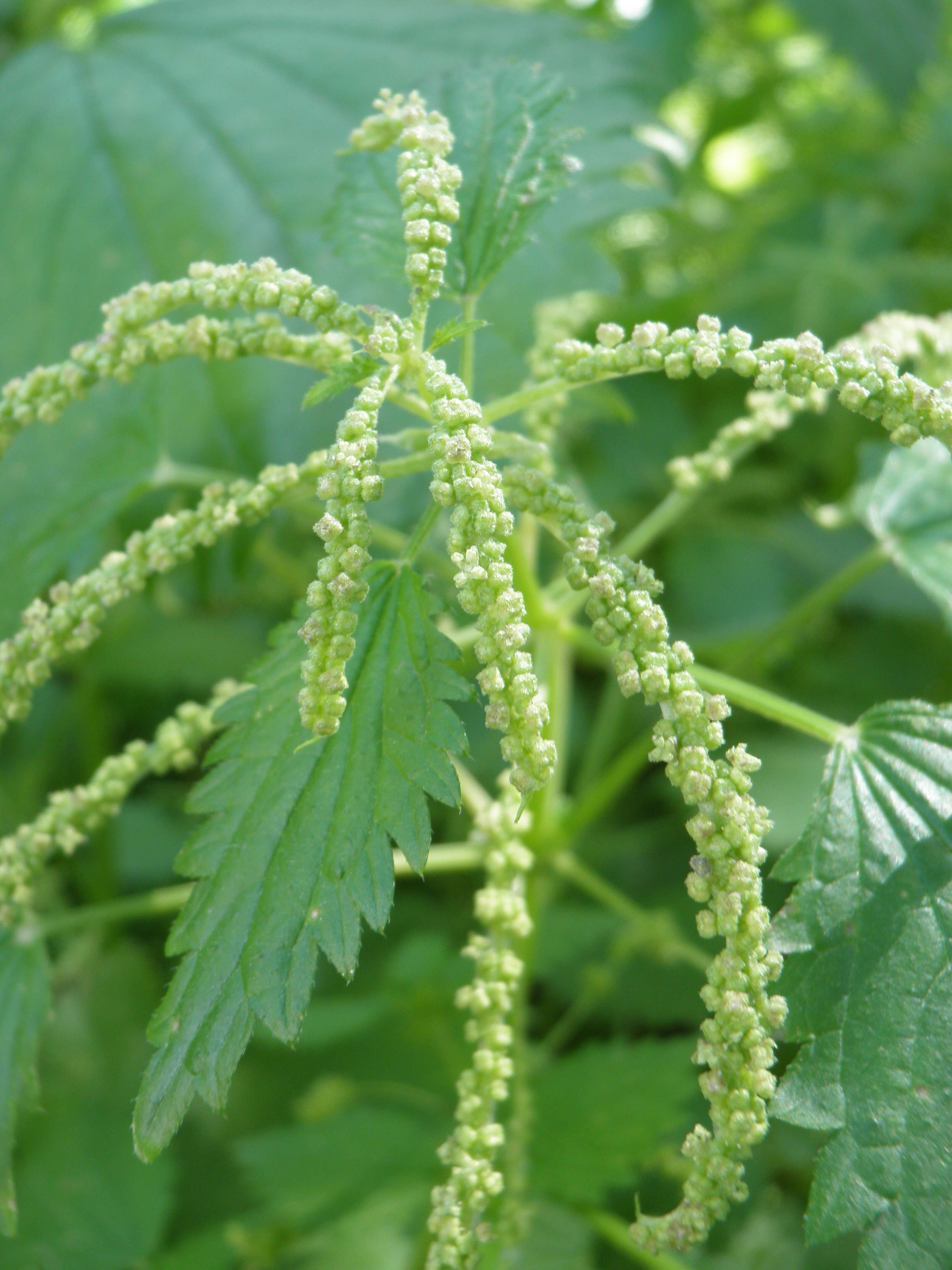 Image de Urtica membranacea Poir.