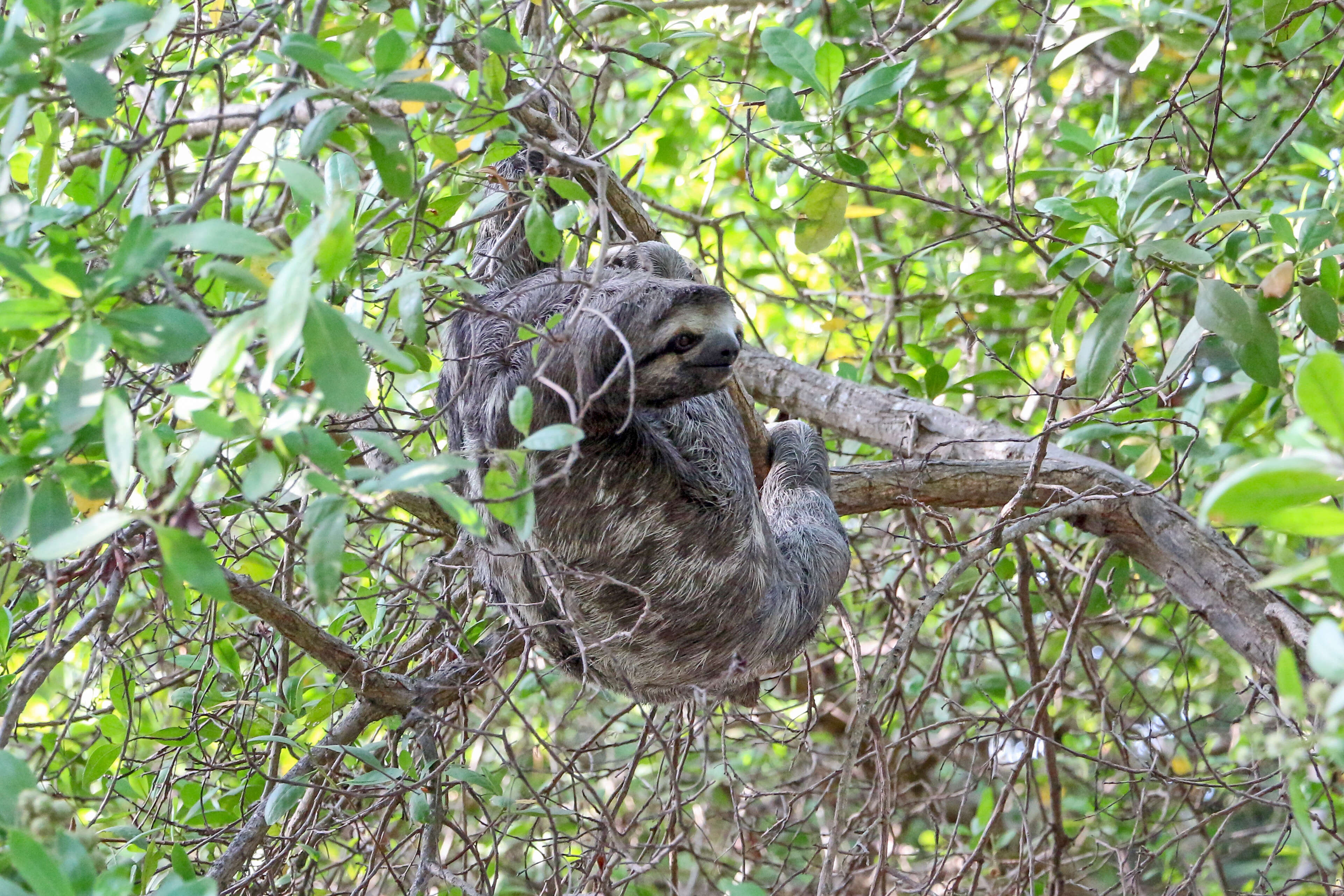 Image of Brown-throated Three-toed Sloth