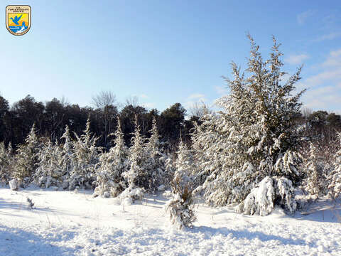 Image of Eastern Juniper