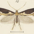 Plancia ëd Sagephora steropastis Meyrick 1891