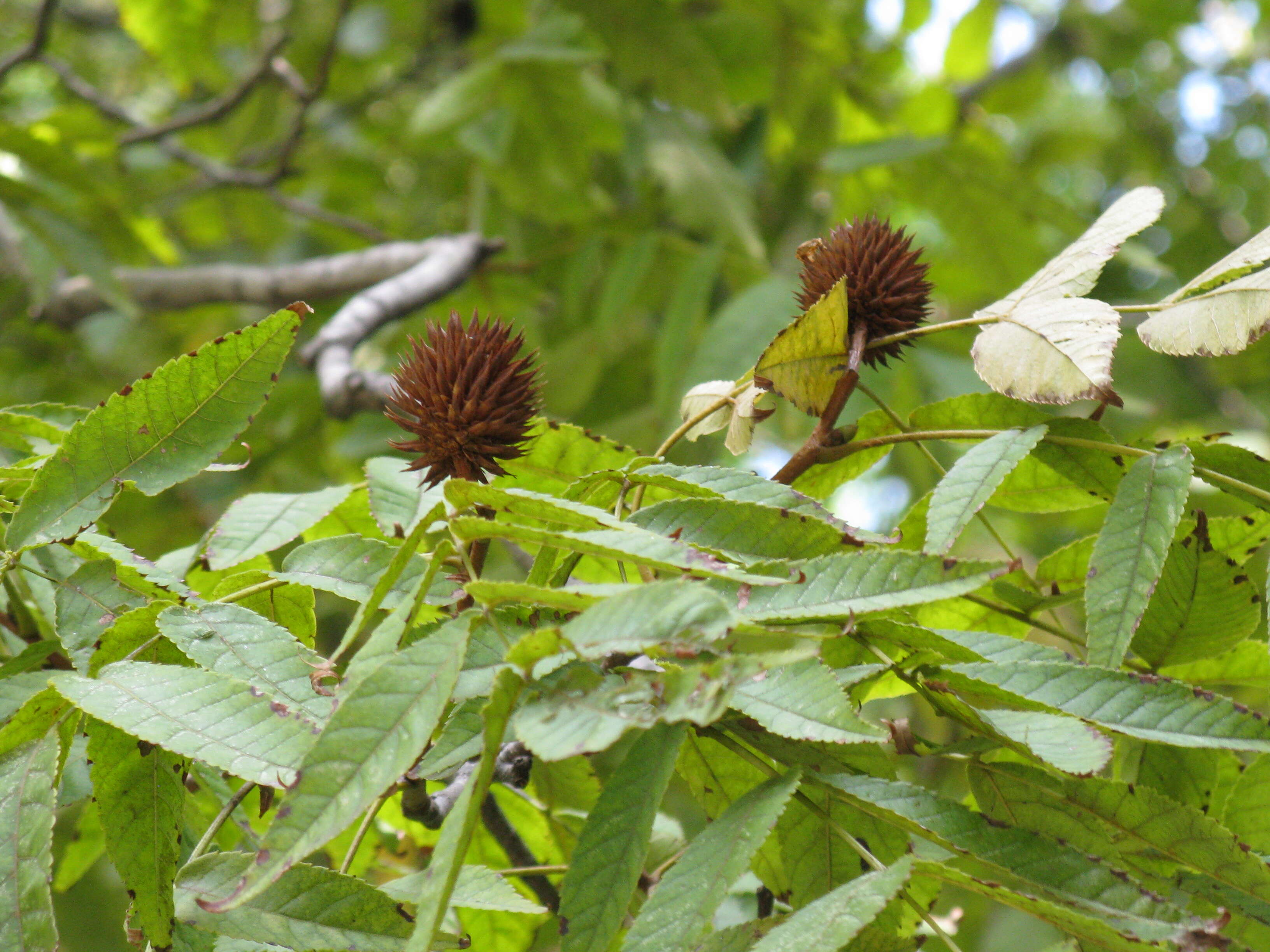 Image of Platycarya